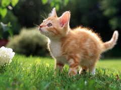 Пазлы онлайн. Картинка №21: Рыжий котенок
