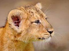 Картинка №245: Маленький лева
