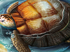 Картинка №297: Морская черепаха
