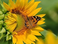 Картинка №330: Солнечная бабочка
