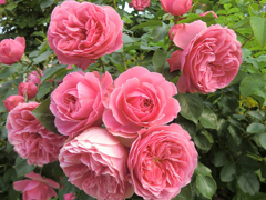 Картинка №411: Розовые кусты
