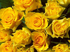 Пазлы онлайн. Картинка №42: Желтые розы
