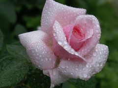 Картинка №439: Роза в росе
