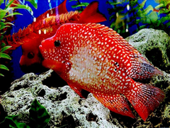 Картинка №50: Красная рыбка
