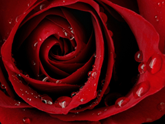 Картинка №638: Темно-алая роза
