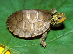 Пазлы онлайн. Картинка №641: Карликовая черепаха
