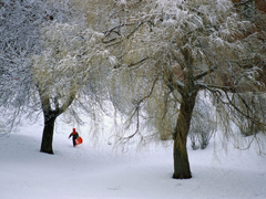 Пазлы онлайн. Картинка №10: Зимний лес
. Размер картинки: 640х480
