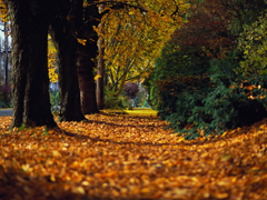 Картинка №13: Осенняя дорога
