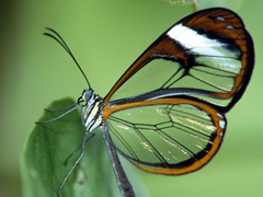 Картинка №189: Прозрачная бабочка
