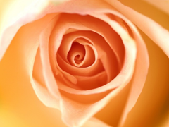 Картинка №242: Кремовая роза
