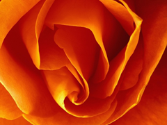 Картинка №298: Бутончик розы
