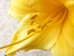 Картинка №302: Желтый цветок
