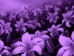Картинка №376: Фиолетовый дурман
