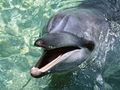 Картинка №403: Дельфинчик
