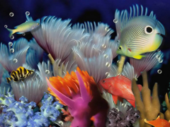 Пазлы онлайн. Картинка №43: Морской аквариум
. Размер картинки: 640х480
