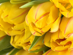 Пазлы онлайн. Картинка №470: Желтые тюльпаны
