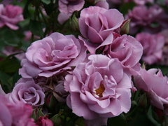 Пазлы онлайн. Картинка №484: Чайная роза
. Размер картинки: 640х480
