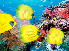 Пазлы онлайн. Картинка №683: Океанский аквариум
. Размер картинки: 640х480
