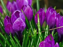 Картинка №685: Фиолетовые тюльпаны
