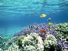 Картинка №71: Коралловый риф
