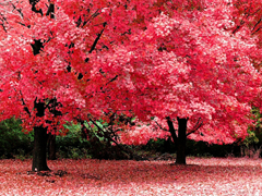 Пазлы онлайн. Картинка №73: Красная осень
. Размер картинки: 640х480
