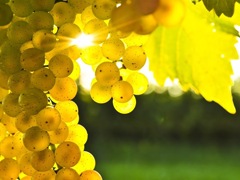 Пазлы онлайн. Картинка №761: Солнечный виноград
