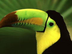 Пазлы онлайн. Картинка №787: Зеленый попугай
. Размер картинки: 640х480
